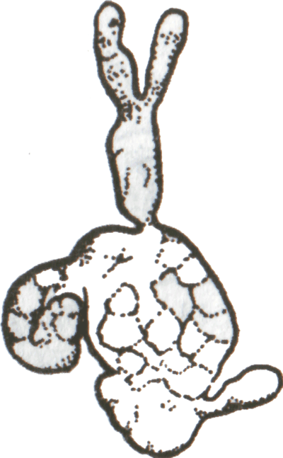 Мал. 51. Міцелій гриба-паразита.