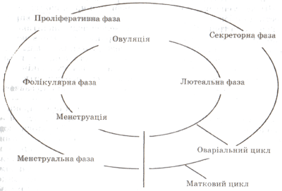Схема 7. Основні фази менструального циклу